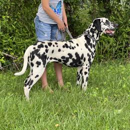 Mia - White and black female Dalmatian puppy in Hillsville, Virginia from Spot On Dalmatians