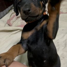 Doberman Pinscher Puppies from Bhon Mhuir Dobermanns