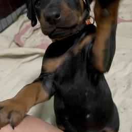 Doberman Pinscher Puppies from Bhon Mhuir Dobermanns