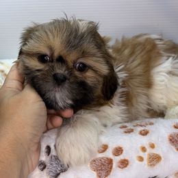 QB - Black gold and white female Shih Tzu puppy in Middleborough, Massachusetts from Shih Tzu Pups