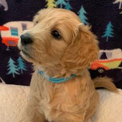 Girl 1 Teal Collar - Apricot Goldendoodle puppy in Spring, Texas from Spring Doodles