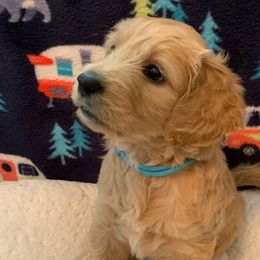 Girl 1 Teal Collar - Apricot Goldendoodle puppy in Spring, Texas from Spring Doodles