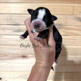 Yoorella - Black tri-color female Australian Shepherd puppy in Newton, Mississippi from Bright Star Aussies