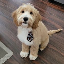 Goldendoodle Puppies from J+A Family Doodles