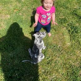 Great Dane Puppies from Sand Mountain Danes LLC