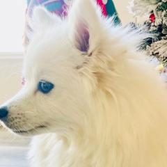 Nellie - American Eskimo Dog