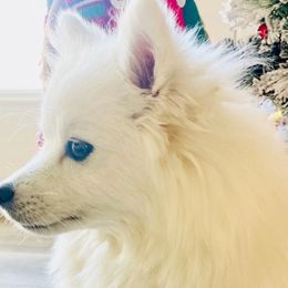 Nellie - American Eskimo Dog
