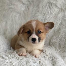 Boy 1 - Sable male Pembroke Welsh Corgi puppy in Morton, Mississippi from Southern Magnolia Corgis