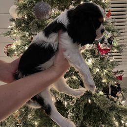 Cavalier King Charles Spaniel Puppies from Ridgefield Cavaliers