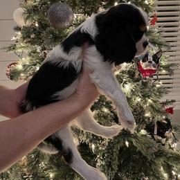 Cavalier King Charles Spaniel Puppies from Ridgefield Cavaliers