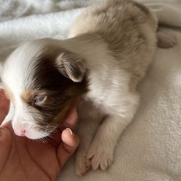 Girl 2 - Red merle Australian Shepherd puppy in Fontana, California from J.O Family Aussies