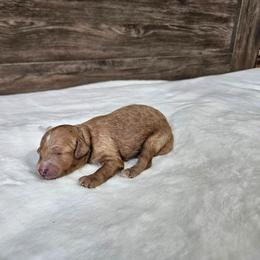 Grey - Red female Cavapoo puppy in South Jordan, Utah from Lucky Doodle Pups