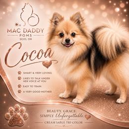 Cocoa - Pomeranian