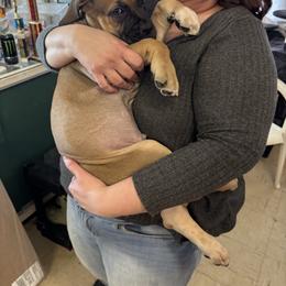 Male- Red Collar - Red male Boerboel puppy in Flemingsburg, Kentucky from Aussgardian Boerboels
