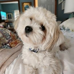 JOHNNY Cash - Havanese