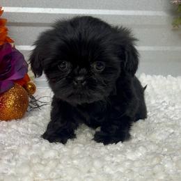 Princess. - Black female Shih Tzu puppy in Elgin, South Carolina from Silver Bells Paw Prints