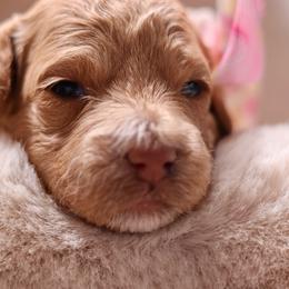 Ruby - Apricot female Goldendoodle puppy in Forney, Texas from Diamond Doodle Pups and Poodles