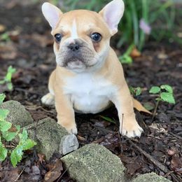 French Bulldog Puppies from Divine Kennels