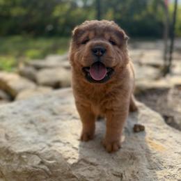 Fireball Bandit - Red sable male Chinese Shar-Pei puppy in Auburn, Kansas from Justin's Chinese Shar-Pei