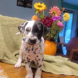 Pumpkin (LUA) - White and black male Dalmatian puppy in Grant, Michigan from Savannah Woltanski