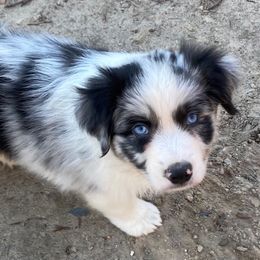 Australian Shepherd and Miniature American Shepherd Puppies from Hemlock Brook Farm and Kennels