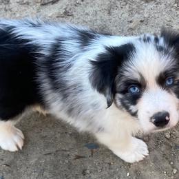 Australian Shepherd and Miniature American Shepherd Puppies from Hemlock Brook Farm and Kennels
