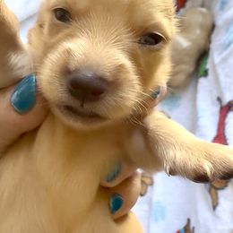 Tinsel - Cream male Dachshund puppy in Vero Beach, Florida from Joseph’s Dachshunds