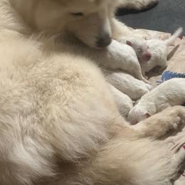 1 - White and biscuit male Samoyed puppy in Goldendale, Washington from Better’s Samoyeds
