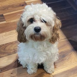 Cavapoos from Cascade Cavapoos