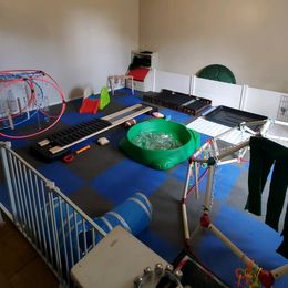 German Shepherd Puppies from Evansstadt German Shepherds