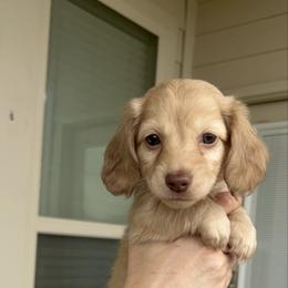 Girl 2 Red - Storm is a Shaded cream - Cream female Dachshund puppy in Hutto, Texas from R.G. Dachshunds