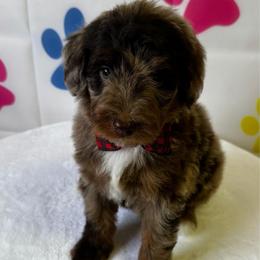 Red Boy - Merle male Bernedoodle puppy in Horseshoe Bend, Idaho from Over the Moon Poodles and Doodles