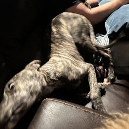 Poodle and Whippet All Grown Up from Charleston Reds Standard Poodles and Whippets