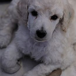 Poodles from Velvet Rain Poodles