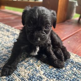 Yorkipoo Puppies from Bayless Yorkiepoos