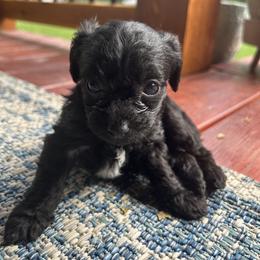 Yorkipoo Puppies from Bayless Yorkiepoos