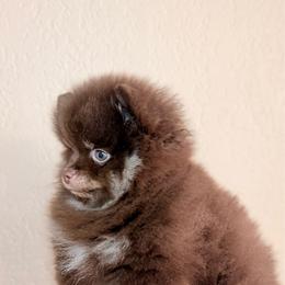 Euri - Chocolate and tan male Pomeranian puppy in Phoenix, Arizona from Luxpomz