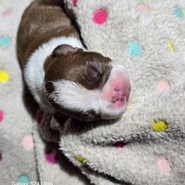 Cody Rhodes - Red male Boston Terrier puppy in Millers Creek, North Carolina from Tumbling Shoals Hilltop Bostons