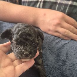 Stevie - Black male Maltipoo puppy in Everett, Washington from Meadows Ranch