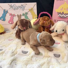 Golden Retriever Puppies from Sunshine Mountain Retrievers