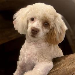 Boone - Poodle