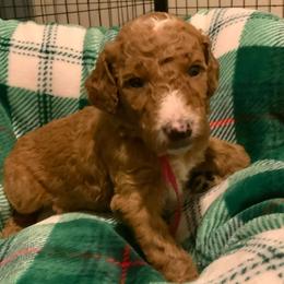 Trixie - Dark pink girl - Red  female Goldendoodle puppy in Puyallup, Washington from Dawnie’s Doodles