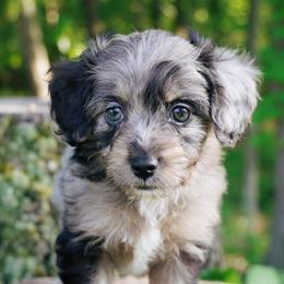 Fruity Pebbles - Blue merle female Aussiedoodle puppy in Michigan from Kingsden Aussies and doodles