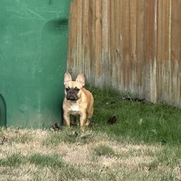French Bulldog puppies from Pawcific Coast Bullies