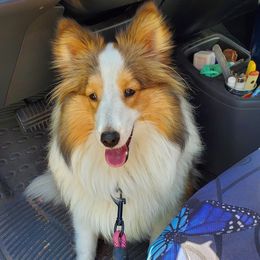 Blossom - Toy Shetland Sheepdog