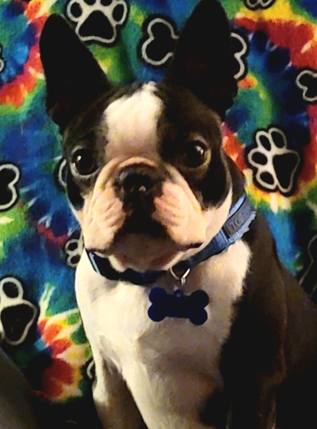 Joker - Boston Terrier
