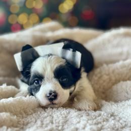 Dolphin - Black and white female Chinese Crested puppy in New Smyrna Beach, Florida from FronkLinn Kennel