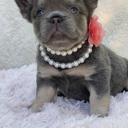 Girl 2 - French Bulldog puppy in Perris, California from Ultra Paws Plus
