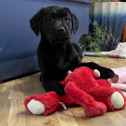 Tony - Black male Labrador Retriever puppy in Arlington, Iowa from Uncle Bucks Labrador Retrievers