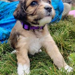 Cavapoo Puppies from Sophie's Puppy Den